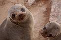 115 Cape Cross seal colony